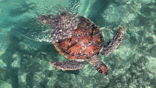 Le tartarughe marine rischiano l'estinzione